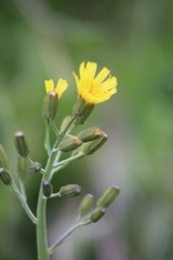 Crepis praemorsa