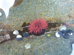 Actiniidae
