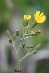 Crepis praemorsa