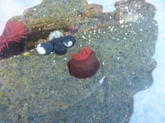 Actiniidae