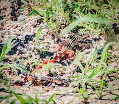 Aspidoscelis maximus