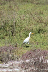 Bubulcus ibis