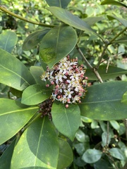 Skimmia