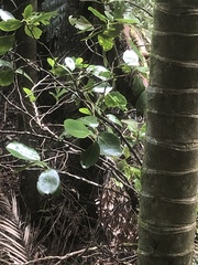 Griselinia lucida