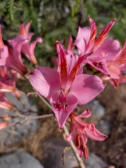 Alstroemeria ligtu ligtu