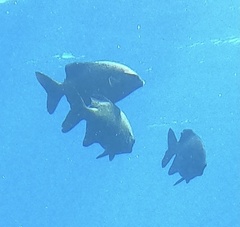 Kyphosus cinerascens