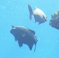 Kyphosus cinerascens