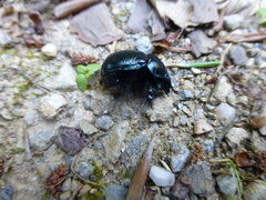 Anoplotrupes