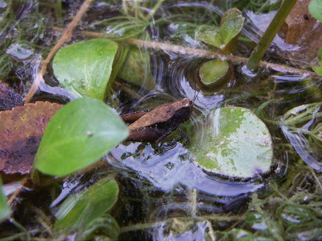Batrachideinae