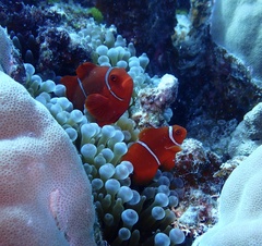 Amphiprion biaculeatus