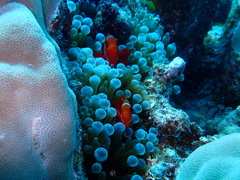 Amphiprion biaculeatus
