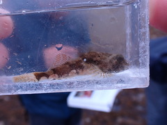 Myoxocephalus polyacanthocephalus