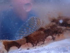 Myoxocephalus polyacanthocephalus