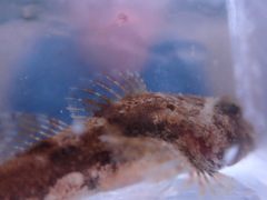 Myoxocephalus polyacanthocephalus