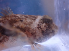 Myoxocephalus polyacanthocephalus