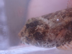 Myoxocephalus polyacanthocephalus