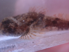 Myoxocephalus polyacanthocephalus