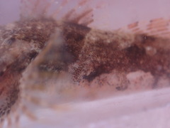 Myoxocephalus polyacanthocephalus