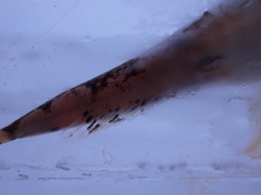 Myoxocephalus polyacanthocephalus
