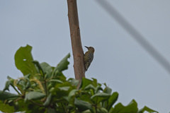 Melanerpes
