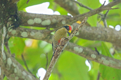 Melanerpes chrysauchen