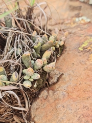 Adromischus umbraticola