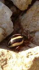 Leptinotarsa tlascalana