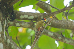 Melanerpes chrysauchen