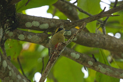 Melanerpes chrysauchen