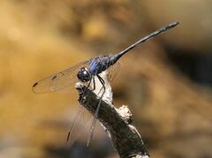 Trithemis aconita