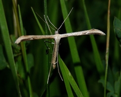 Emmelina monodactyla