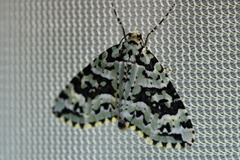 Danielaparra fragmentata