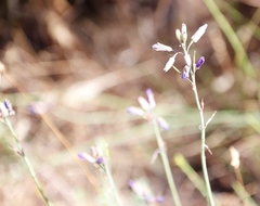 Heliophila linearis linearifolia