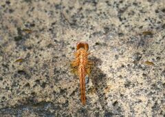 Crocothemis sanguinolenta