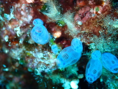 Clavelina moluccensis