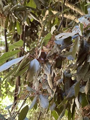 Aextoxicon punctatum