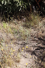 Heliophila linearis linearifolia