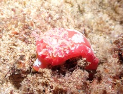 Hexabranchus