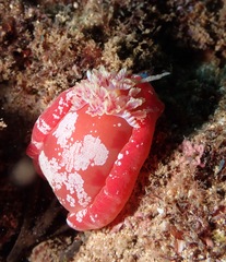 Hexabranchus