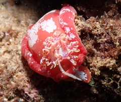 Hexabranchus