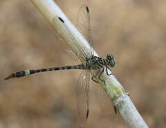 Lestinogomphus angustus