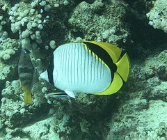 Chaetodon lineolatus