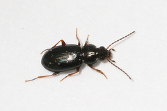 Bembidion obtusum
