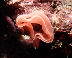 Hexabranchus