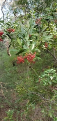 Heteromeles arbutifolia