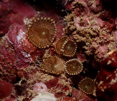 Palythoa heliodiscus