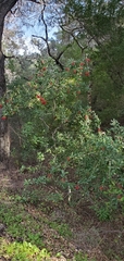 Heteromeles arbutifolia