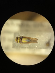 Colladonus clitellarius