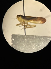 Colladonus clitellarius