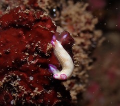 Hypselodoris violabranchia